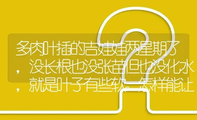 多肉叶插的吉娃娃两星期了，没长根也没张苗但也没化水，就是叶子有些软。怎样能让叶子尽快生根呢？ | 动物养殖问答