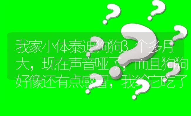 我家小体泰迪狗狗3个多月大，现在声音哑了，而且狗狗好像还有点感冒，我给它吃了阿莫西林和999感冒颗？ | 动物养殖问答