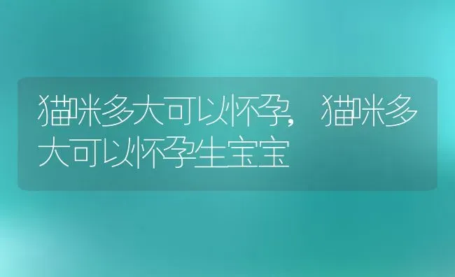 猫咪多大可以怀孕,猫咪多大可以怀孕生宝宝 | 宠物百科知识