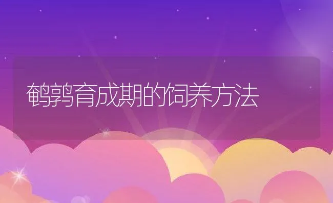 鹌鹑育成期的饲养方法 | 动物养殖学堂