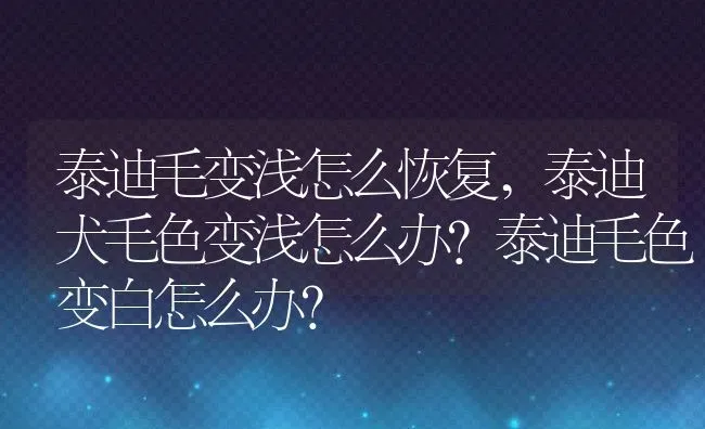 泰迪毛变浅怎么恢复,泰迪犬毛色变浅怎么办？泰迪毛色变白怎么办？ | 宠物百科知识