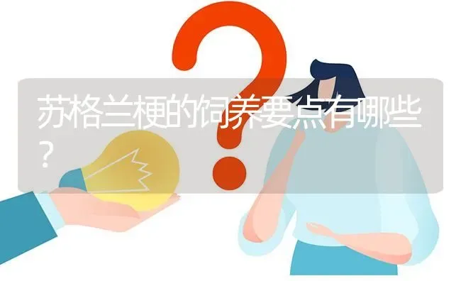 苏格兰梗的饲养要点有哪些？ | 动物养殖问答