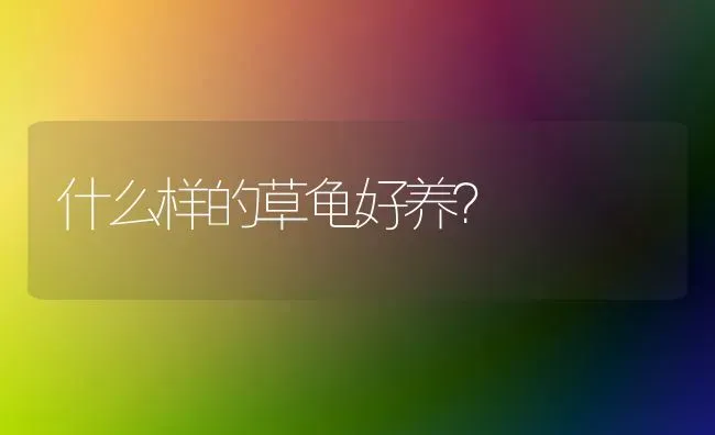 什么样的草龟好养？ | 动物养殖问答