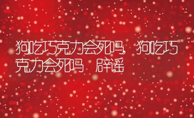 狗吃巧克力会死吗,狗吃巧克力会死吗 辟谣 | 宠物百科知识