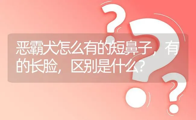 恶霸犬怎么有的短鼻子，有的长脸，区别是什么？ | 动物养殖问答