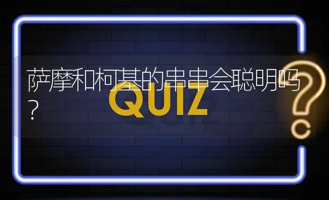 萨摩和柯基的串串会聪明吗？ | 动物养殖问答