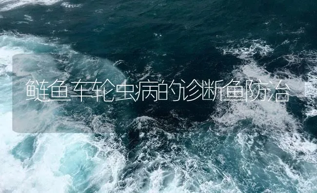 鲢鱼车轮虫病的诊断鱼防治 | 海水养殖技术