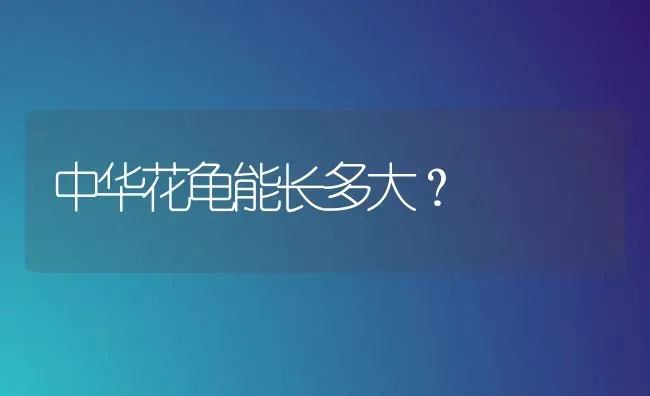 中华花龟能长多大？ | 动物养殖问答