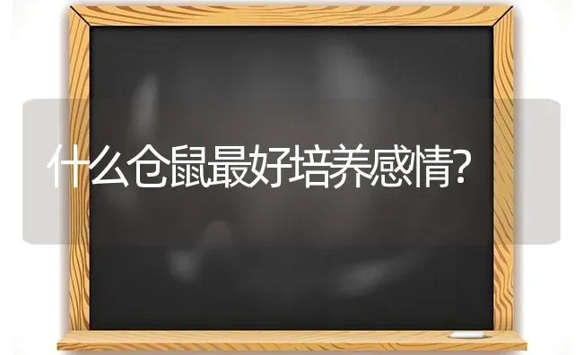 什么仓鼠最好培养感情？ | 动物养殖问答