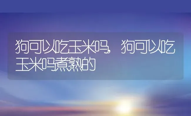 狗可以吃玉米吗,狗可以吃玉米吗煮熟的 | 宠物百科知识