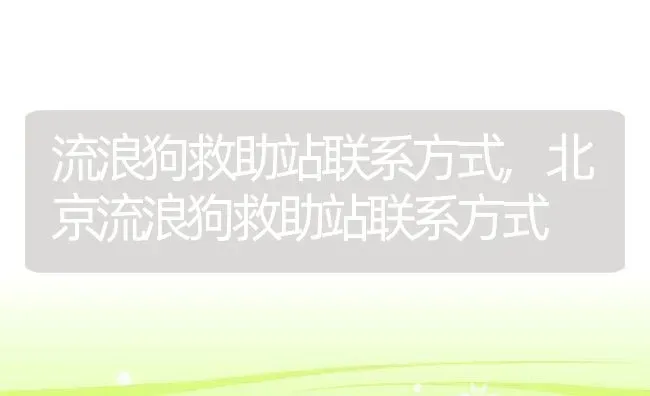 流浪狗救助站联系方式,北京流浪狗救助站联系方式 | 宠物百科知识