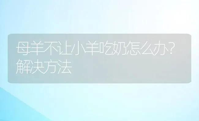 母羊不让小羊吃奶怎么办？解决方法 | 动物养殖百科