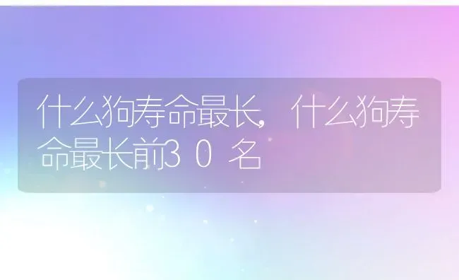 什么狗寿命最长,什么狗寿命最长前30名 | 宠物百科知识