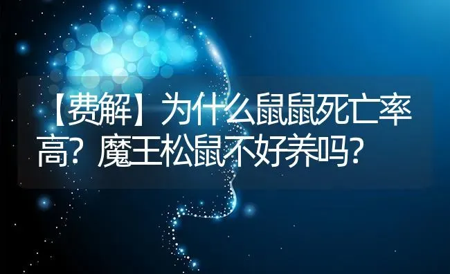 【费解】为什么鼠鼠死亡率高？魔王松鼠不好养吗？ | 动物养殖问答