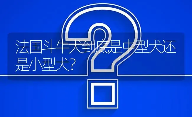 法国斗牛犬到底是中型犬还是小型犬？ | 动物养殖问答