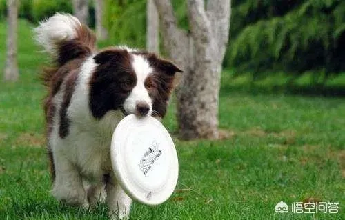 边境牧羊犬优缺点,你知道边牧的优点和缺点，以及怎么挑选小边吗？