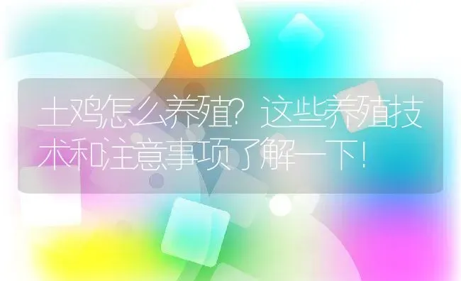 土鸡怎么养殖？这些养殖技术和注意事项了解一下！ | 动物养殖百科