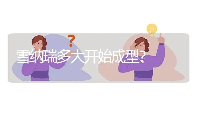 雪纳瑞多大开始成型？ | 动物养殖问答