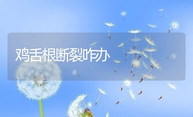 鸡舌根断裂咋办 | 动物养殖学堂