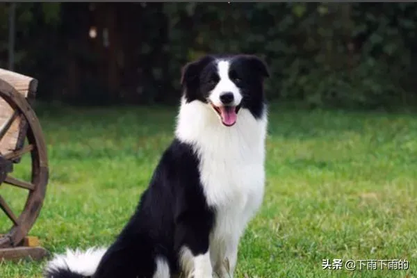 边境牧羊犬优缺点,你知道边牧的优点和缺点，以及怎么挑选小边吗？