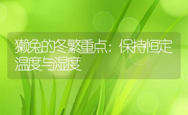 獭兔的冬繁重点：保持恒定温度与湿度 | 水产养殖知识