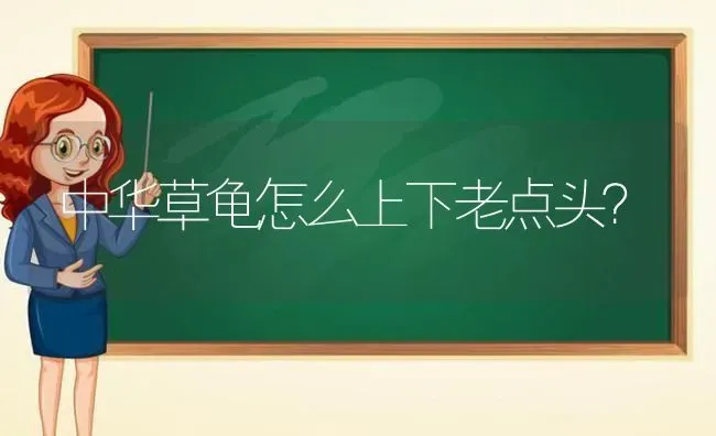 马尔济斯桔梗犬要拔毛吗？ | 动物养殖问答