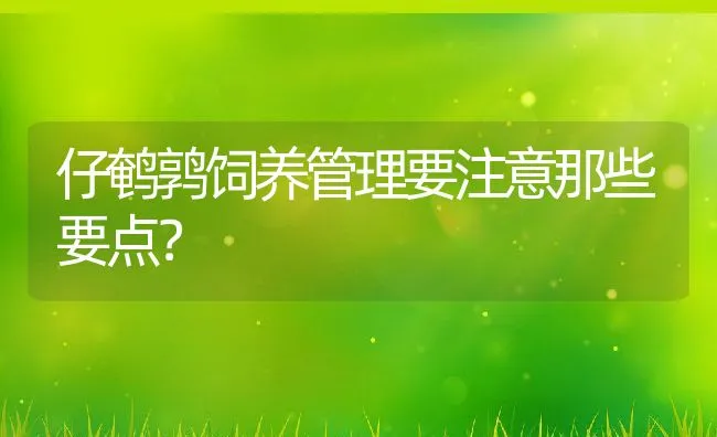 仔鹌鹑饲养管理要注意那些要点？ | 动物养殖饲料