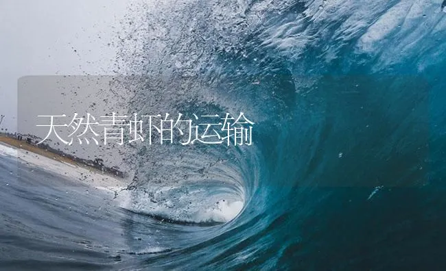 天然青虾的运输 | 海水养殖技术