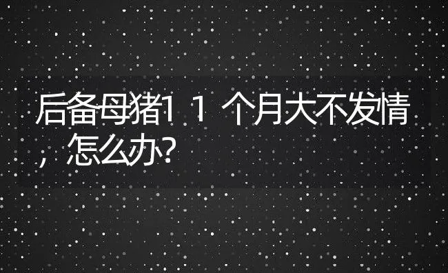 后备母猪11个月大不发情，怎么办？ | 动物养殖学堂