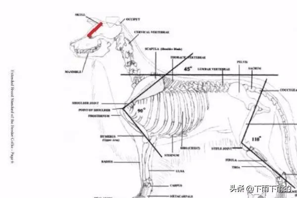 边境牧羊犬优缺点,你知道边牧的优点和缺点，以及怎么挑选小边吗？