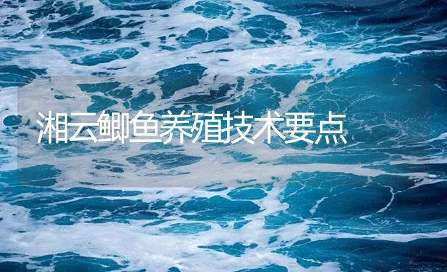 湘云鲫鱼养殖技术要点 | 海水养殖技术