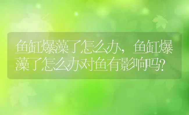 鱼缸爆藻了怎么办,鱼缸爆藻了怎么办对鱼有影响吗? | 宠物百科知识