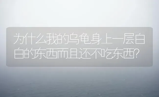 为什么我的乌龟身上一层白白的东西而且还不吃东西？ | 动物养殖问答