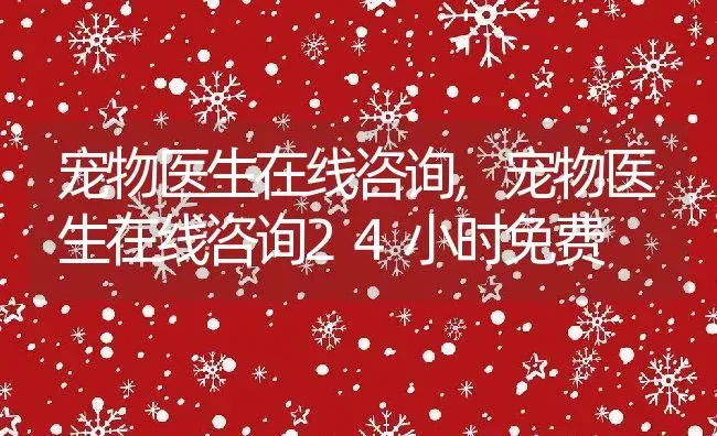 宠物医生在线咨询,宠物医生在线咨询24小时免费 | 宠物百科知识