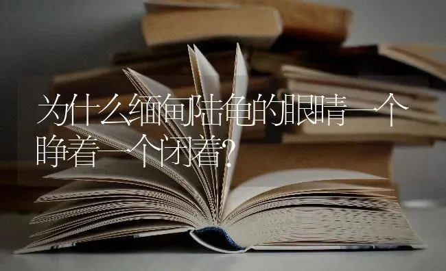 为什么缅甸陆龟的眼睛一个睁着一个闭着？ | 动物养殖问答