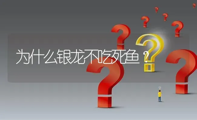 为什么银龙不吃死鱼？ | 鱼类宠物饲养