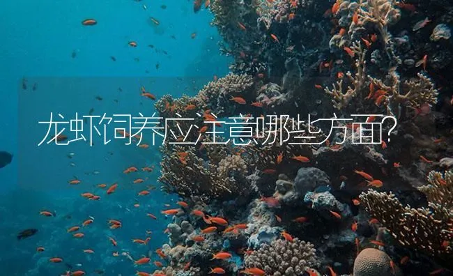 龙虾饲养应注意哪些方面？ | 海水养殖技术