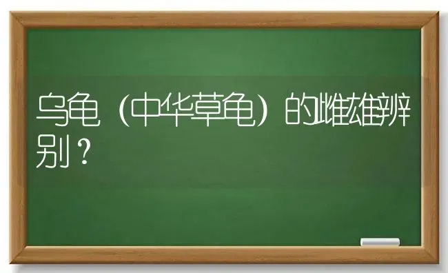 乌龟（中华草龟）的雌雄辨别？ | 动物养殖问答