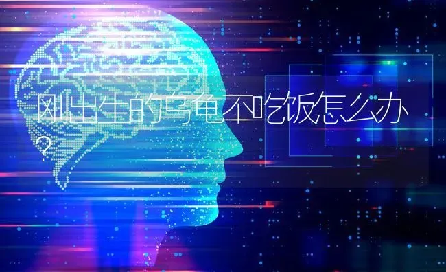 刚出生的乌龟不吃饭怎么办？ | 动物养殖问答