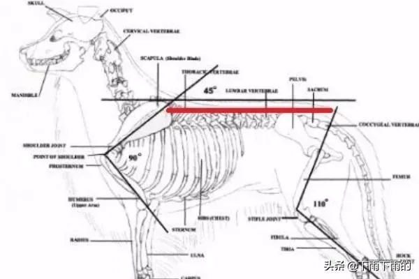 边境牧羊犬优缺点,你知道边牧的优点和缺点，以及怎么挑选小边吗？