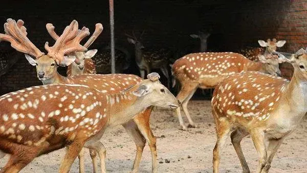 办养鹿场需要什么手续