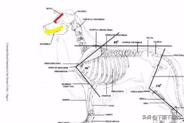 边境牧羊犬优缺点,你知道边牧的优点和缺点，以及怎么挑选小边吗？