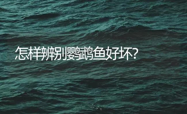 怎样辨别鹦鹉鱼好坏？ | 鱼类宠物饲养