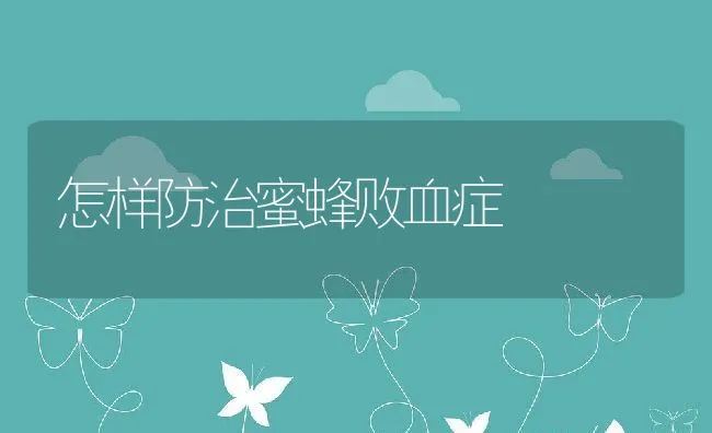 怎样防治蜜蜂败血症 | 水产养殖知识