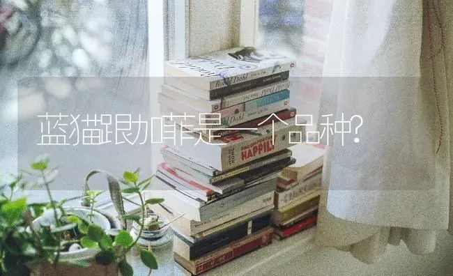 蓝猫跟加菲是一个品种? | 动物养殖问答