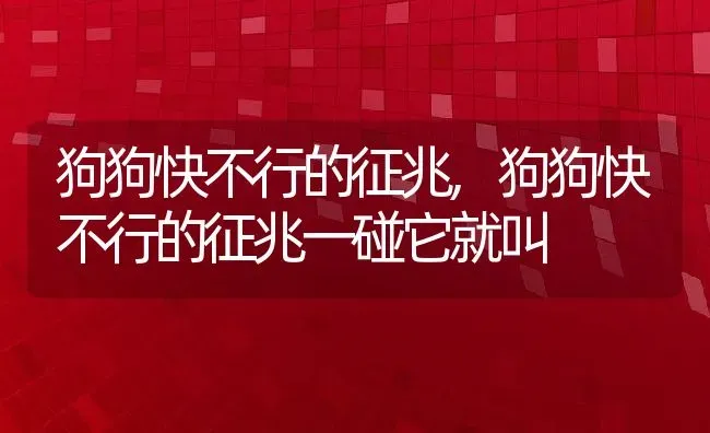 狗狗快不行的征兆,狗狗快不行的征兆一碰它就叫 | 宠物百科知识