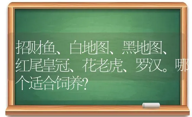 招财鱼、白地图、黑地图、红尾皇冠、花老虎、罗汉。哪个适合饲养？ | 动物养殖问答