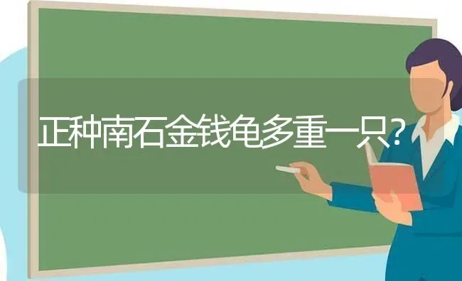 正种南石金钱龟多重一只？ | 动物养殖问答