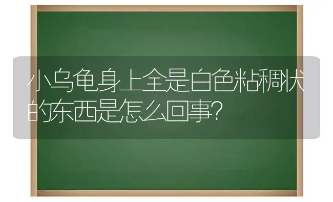 布偶猫换毛毛会变长吗？ | 动物养殖问答