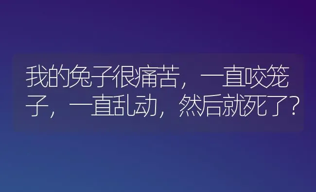 我的兔子很痛苦，一直咬笼子，一直乱动，然后就死了？ | 动物养殖问答